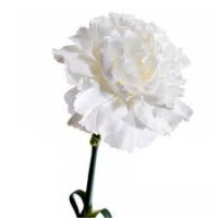 Dianthus Mix Turkey X20 біла