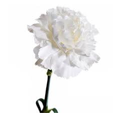 Dianthus Mix Turkey X20 біла