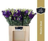 Eustoma Rosi Rose Pink Holland X10