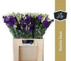 Eustoma Rosi Rose Pink Holland X10