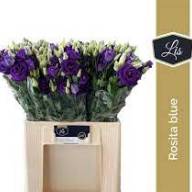 Eustoma Rosi Rose Pink Holland X10 - Eustoma Rosita Blue Holland X10