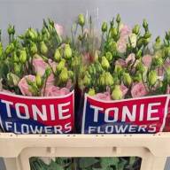 Eustoma Rosi Rose Pink Holland X10 - зображення_viber_2024-11-11_20-51-45-658