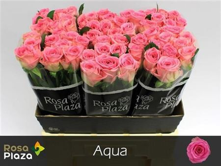Rose Aqual 40 sm