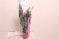 Aechmea Primera