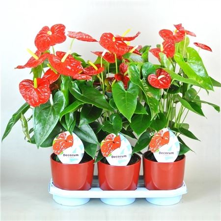 Anthurium Dakota Pot 17 Keramiek Rood