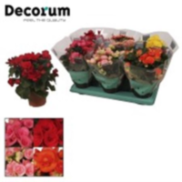 Begonia Du Gem (deocrum)