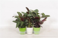 Calathea Gemengd Sierpot 5 Srt