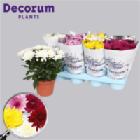 Chrysanth Grandessa Mix (very Limited)