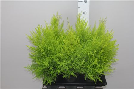 Cupressus Wilma