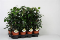 Ficus Be Danielle (grower)