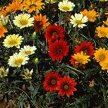 Gazania Gemengd