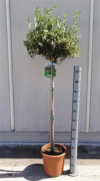 Olea Europaea Op Stam