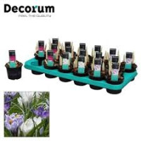 Crocus Mix 9/20
