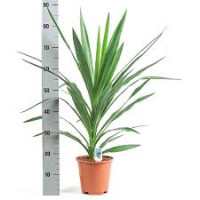 Yucca Kopstek 17/60