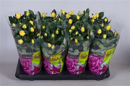Rosa Patio Yellowe (grower)