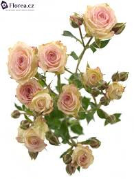 Rose Latin Pompon 50 sm
