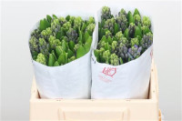 Hyacinthus S Mix Holland