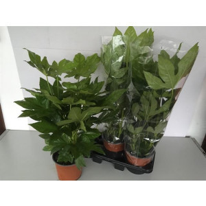 Fatsia Variegata 17/50