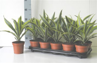 Dracaena Lemon Lime 12/40
