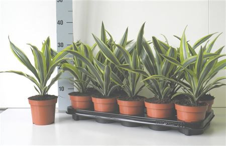 Dracaena Lemon Lime 12/40