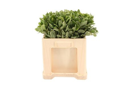 Pittosporum To Ilan