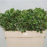 Pittosporum To Ilan - X7845971_H_1