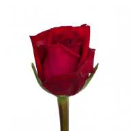 Клуб Ніка 60см ТанДем - rose_17_medium