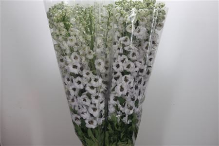 Delphinium El Dewi Spijker