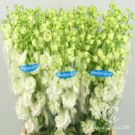 Delphinium El Dewi Spijker - Delph-El-Dewi-Spijker-1_cp