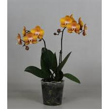 Phal Las Vegas Multi budget 12/45