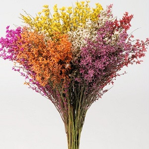 Genista Pink 150 gr