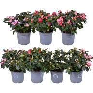 Azalea Vogel Mix 12/22 - 30d0cb2c-b2bc-44ae-8a4b-8974532ef654