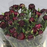 Ranunculus Aazur Li Pink Hol