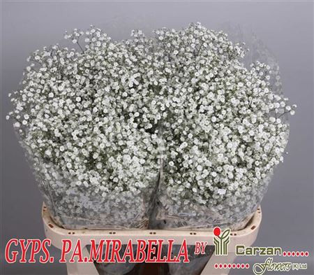 Gypsophila Mirabella Holland