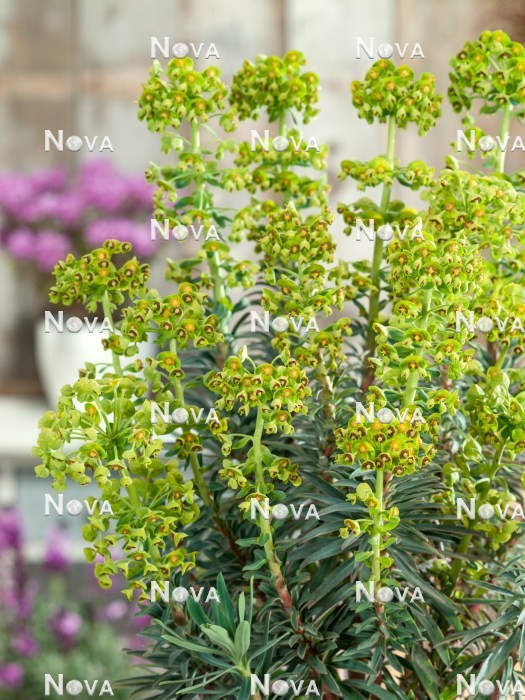 Euphorbia Ov 27/160