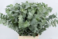 Eucalip Cinerea Extra 1kg