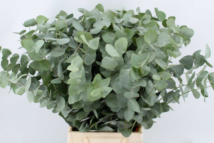 Eucalip Cinerea Extra 1kg
