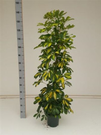 Schefflera Ar Dalton 21/130