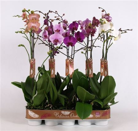 Phal 1-tak Bohemian Mix 12/70