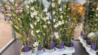 Dendrobium Mix A2 1-tak 12/40