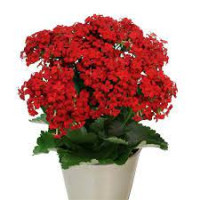 Kalanchoe Perfect Mix 12/25