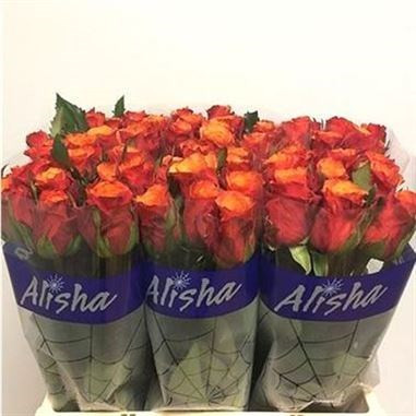 Rose Espana 40 sm