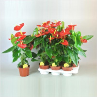 Anthurium Dakota 17/80