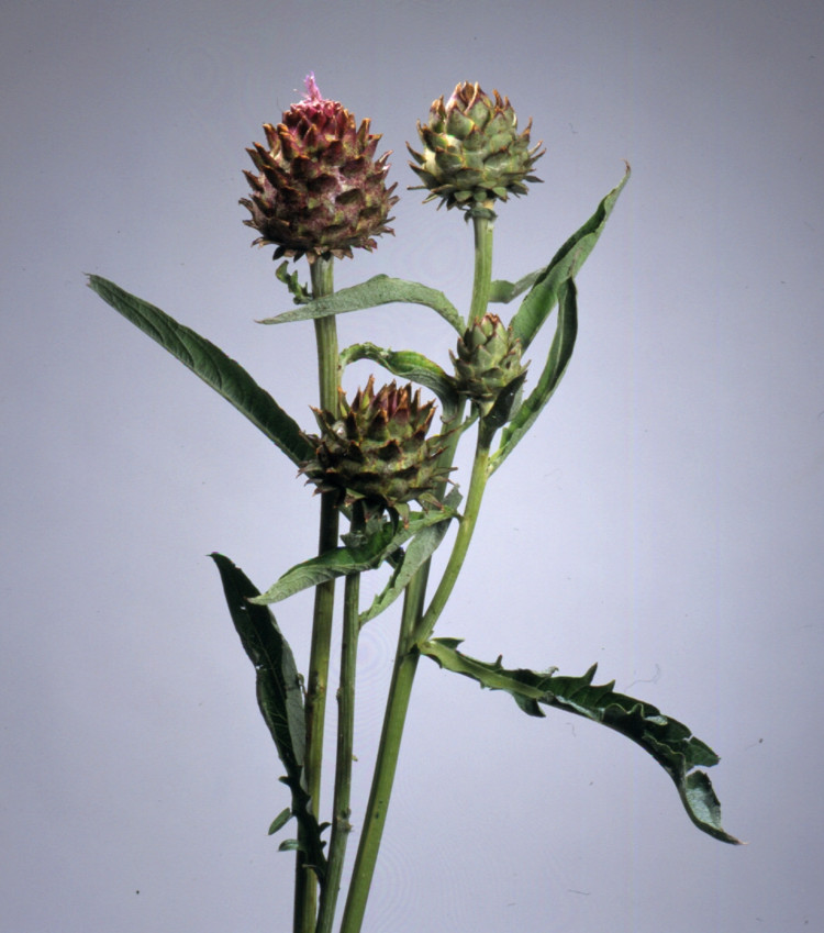 Cynara Cardunculus