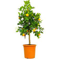 Citus Mandarin 21/65