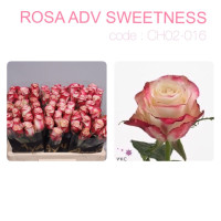 Rose Adv Sweetness 70 sm