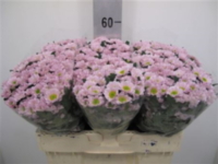 Chr San Rossi Pink