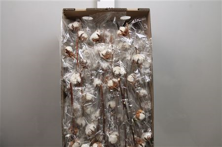 Gos Hirsutum 6 Bolls