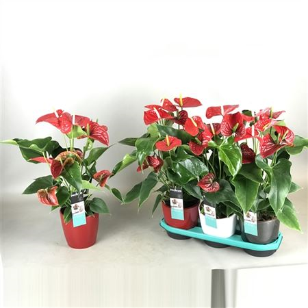 Anthurium Michigan Pot 17 Keramiek