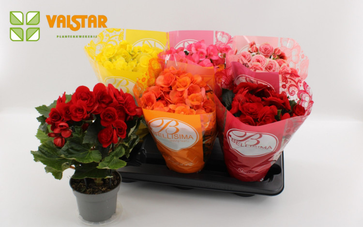 Begonia Bel Mix 13/25